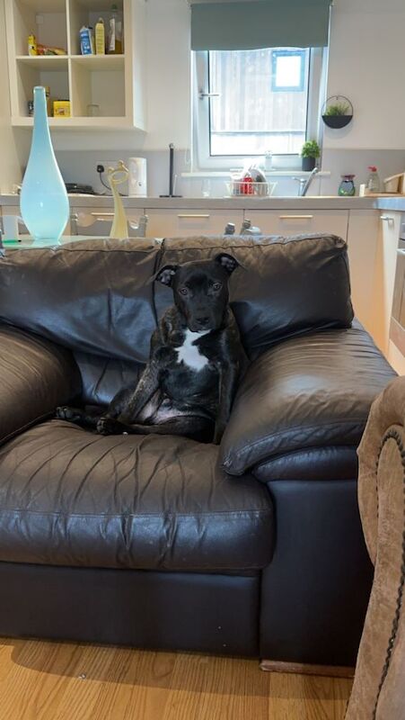 Staffordshire Bull Terrier puppies for sale in Salford, Greater Manchester – 6 months old - Image 6 of 6
