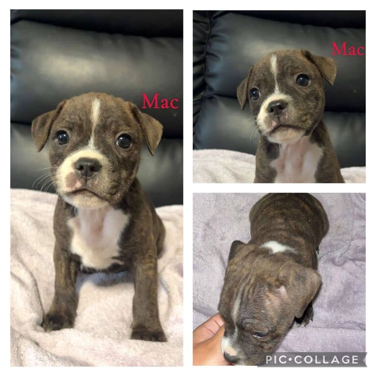 Staffordshire Bull Terrier Puppy's for sale in Southville, Bristol