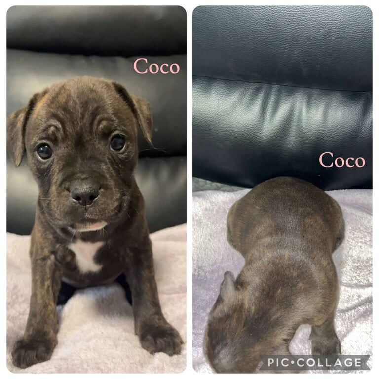 Staffordshire Bull Terrier Puppy's for sale in Southville, Bristol | Image 2
