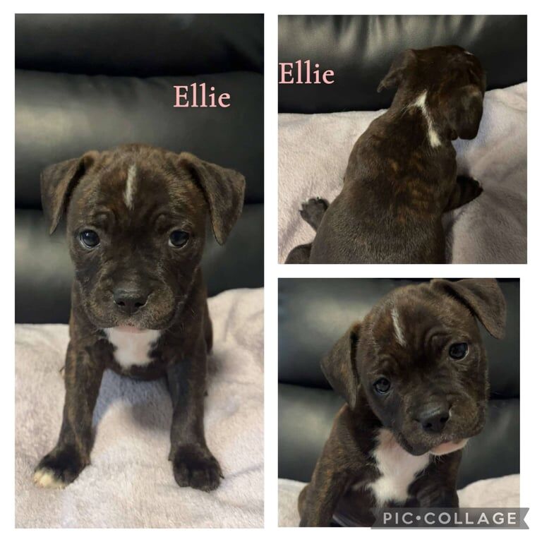 Staffordshire Bull Terrier Puppy's for sale in Southville, Bristol | Image 3