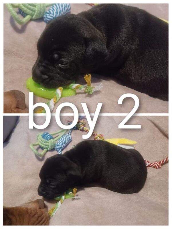 Staffordshire Bull Terrier puppy's - Image 2 of 6