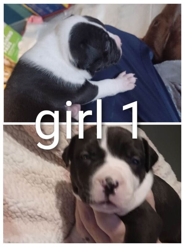 Staffordshire Bull Terrier puppy's - Image 3 of 6