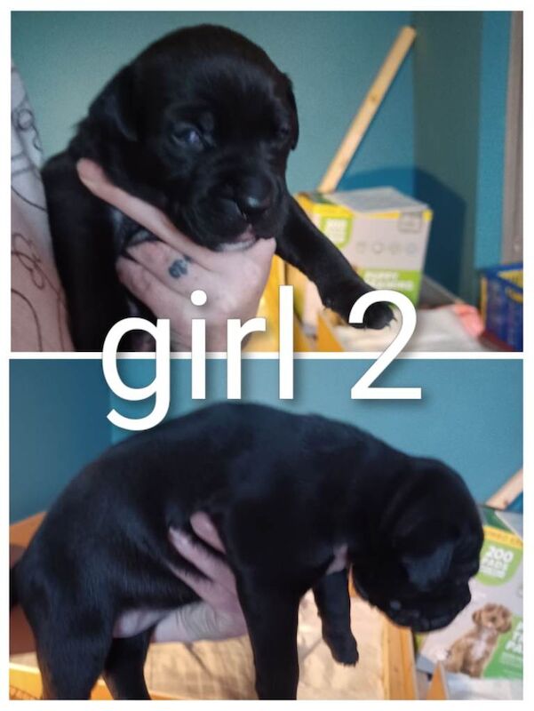 Staffordshire Bull Terrier puppy's - Image 4 of 6