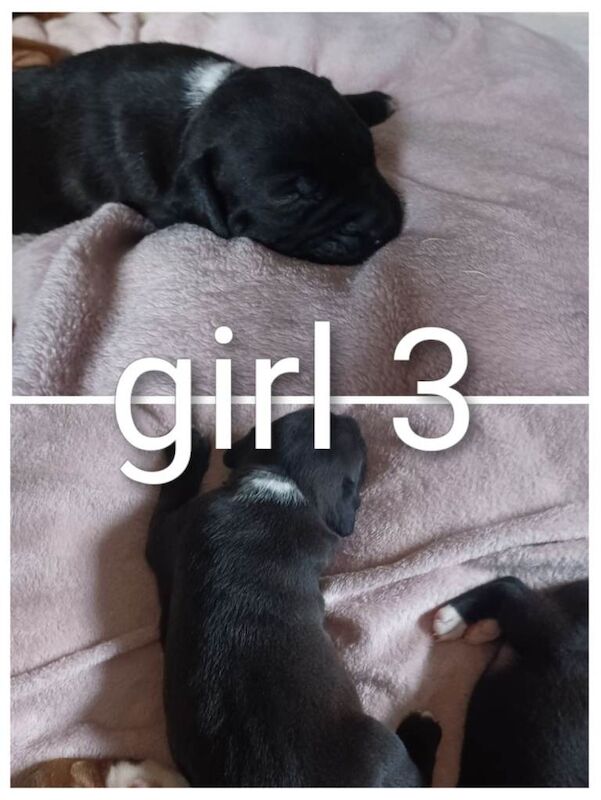 Staffordshire Bull Terrier puppy's - Image 5 of 6