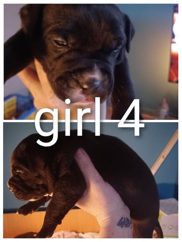 Staffordshire Bull Terrier puppy's - Image 6 of 6
