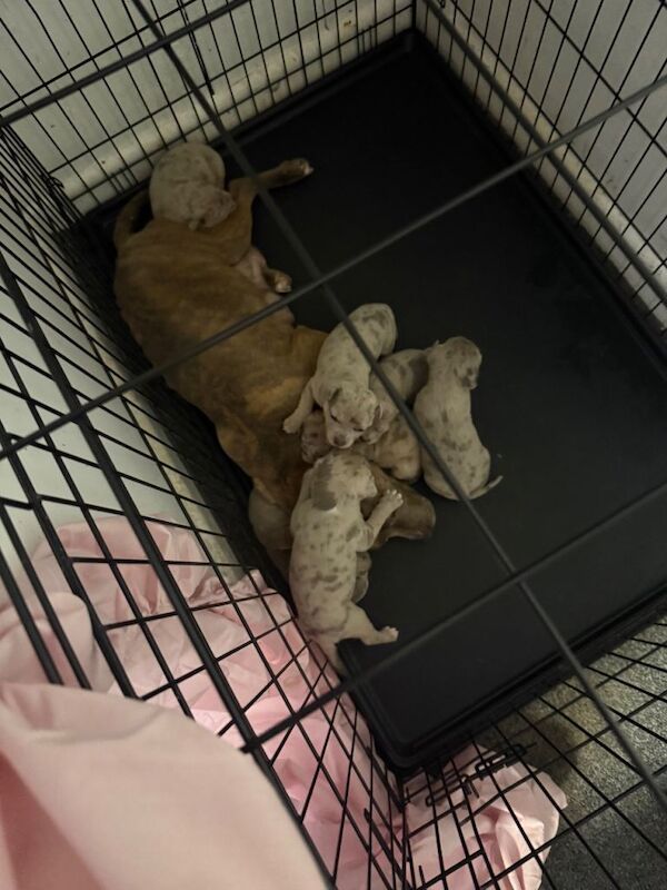 Staffordshire Bull Terrier puppies for sale in Redruth, Cornwall – 5 weeks old