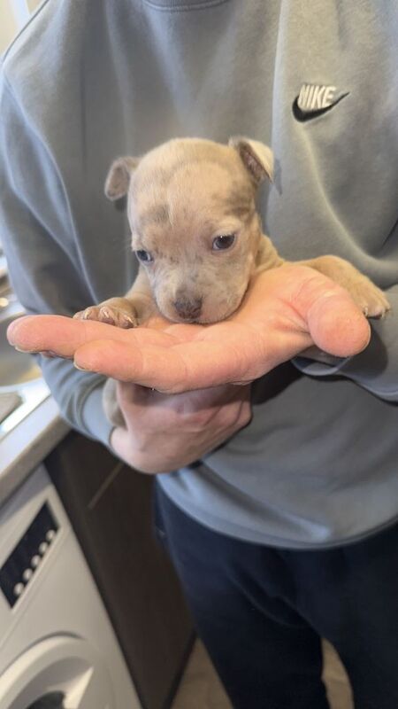 Staffordshire bull terrier puppy’s - Image 3 of 4