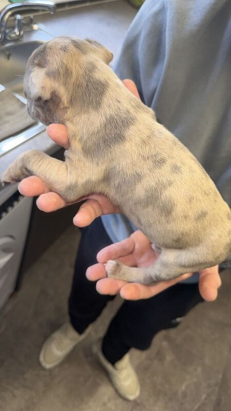 Staffordshire bull terrier puppy’s - Image 4 of 4
