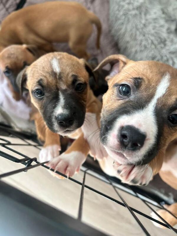 Staffordshire bull terrier puppys