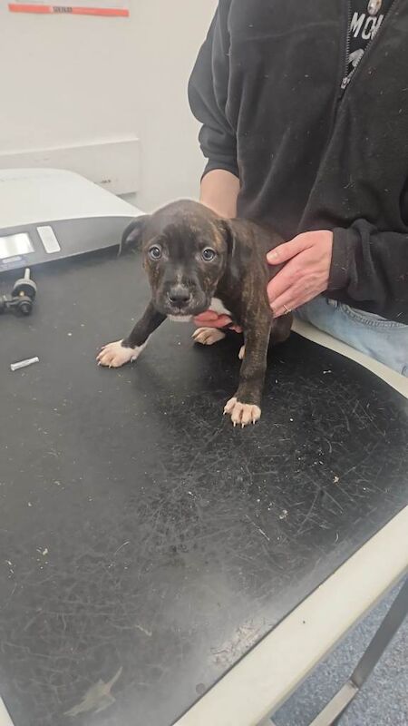 Staffordshire bull terrier puppys - Image 2 of 3