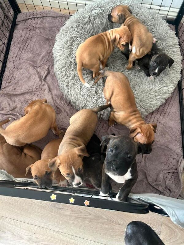 Staffordshire bull terrier puppys - Image 3 of 3