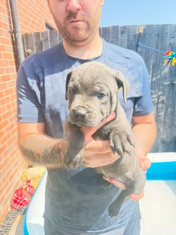 Kennel Club Registered Staffordshire Bull Terrier Puppies For Sale
