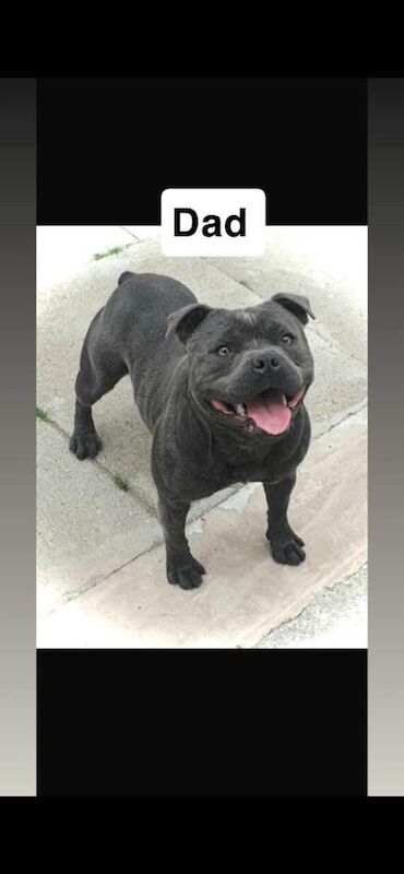 Staffordshire bull terrier puppy’s