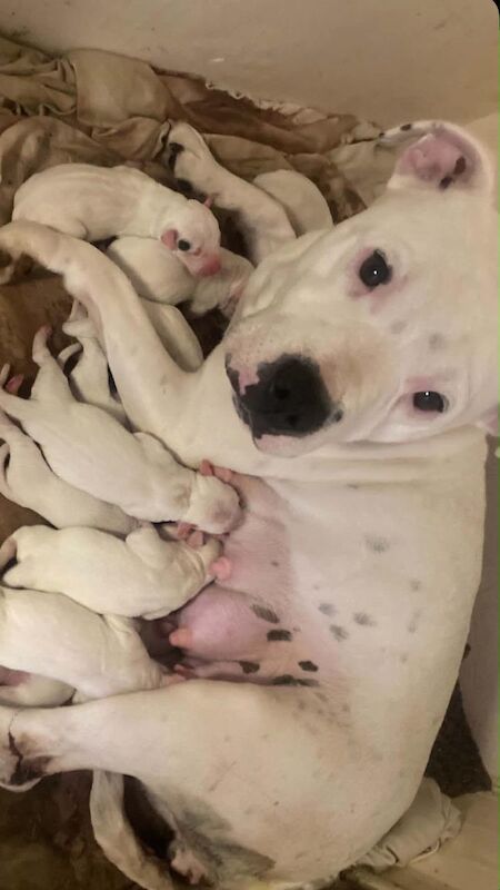Staffordshire bull terrier pups