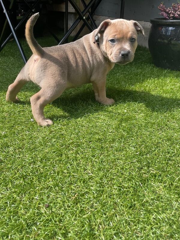 Staffordshire Bull terrier pups for sale in Belfast, County Antrim