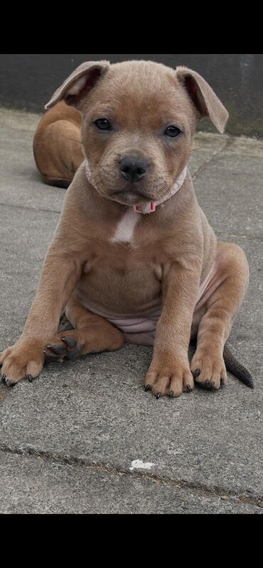 Staffordshire Bull terrier pups for sale in Belfast, County Antrim
