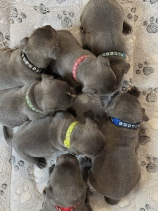Staffordshire bull terrier pups