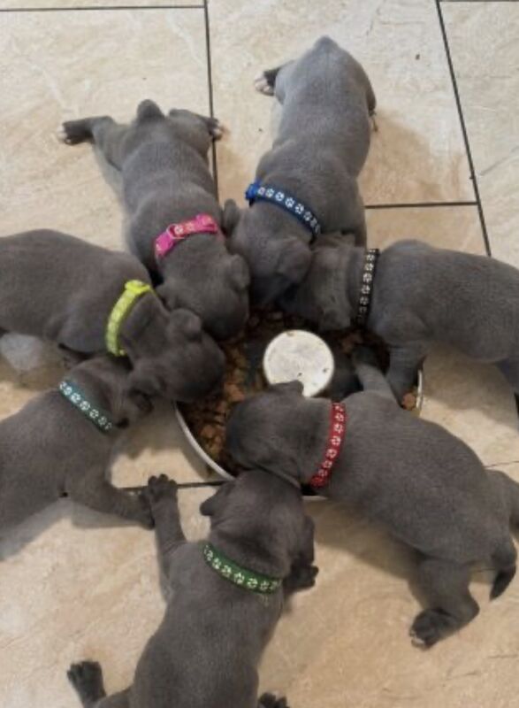 Staffordshire bull terrier pups - Image 2 of 11