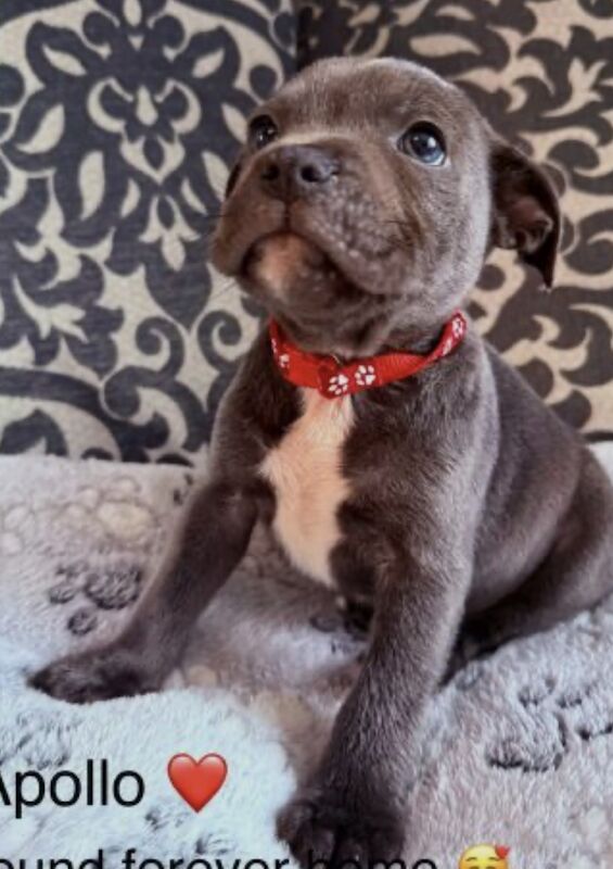 Staffordshire bull terrier pups - Image 3 of 11