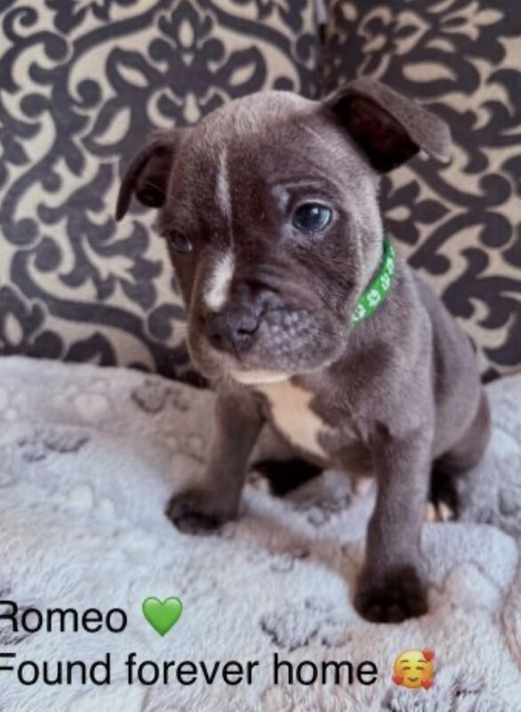 Staffordshire bull terrier pups - Image 4 of 11