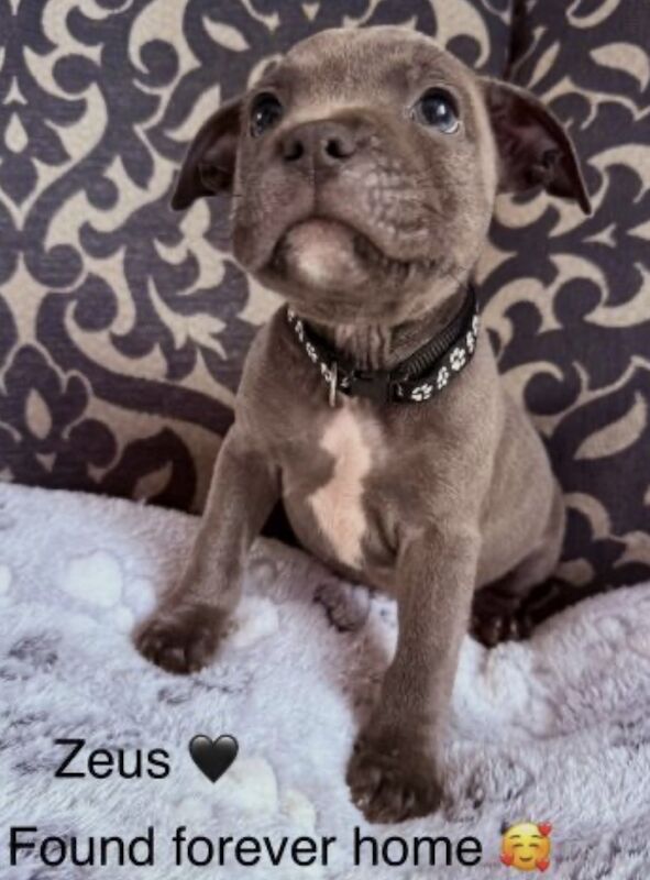 Staffordshire bull terrier pups - Image 5 of 11