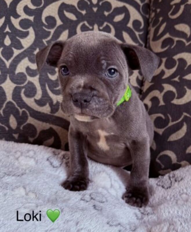 Staffordshire bull terrier pups - Image 6 of 11