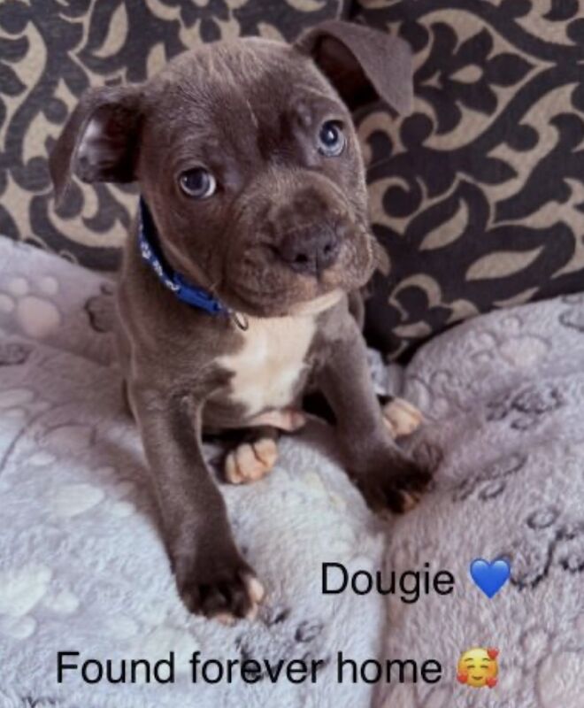Staffordshire bull terrier pups - Image 7 of 11