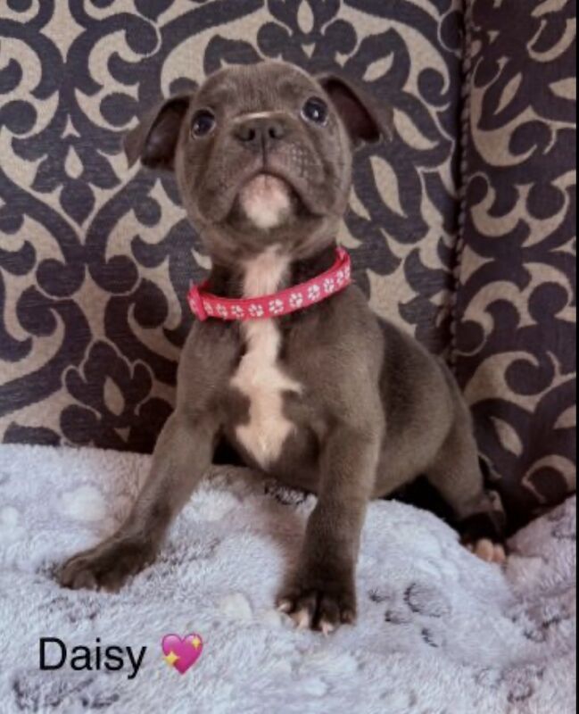 Staffordshire bull terrier pups - Image 8 of 11
