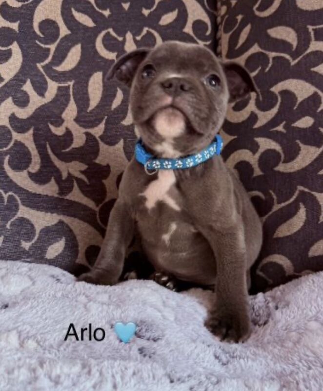 Staffordshire bull terrier pups - Image 9 of 11