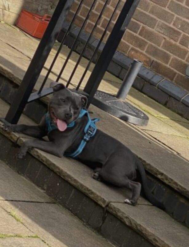 Staffordshire bull terrier pups - Image 10 of 11