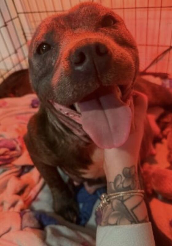 Staffordshire bull terrier pups - Image 11 of 11