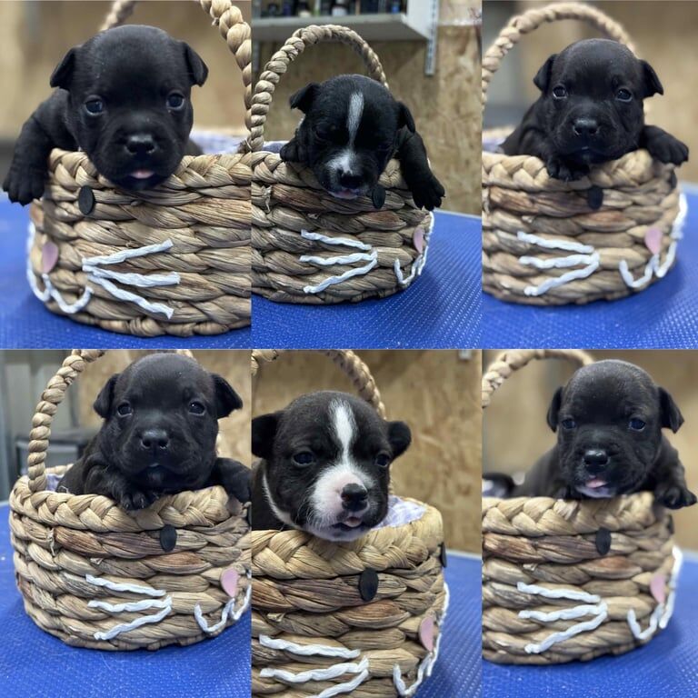 Staffordshire Bull Terrier puppies for sale in Cookstown, County Tyrone – KC registered, 3 months old