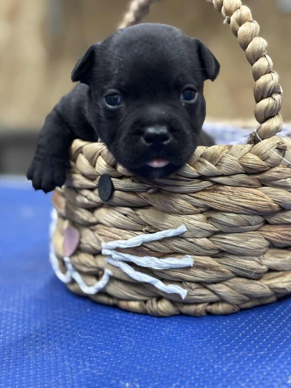 Staffordshire Bull Terrier puppies for sale in Cookstown, County Tyrone – KC registered, 3 months old - Image 2 of 3