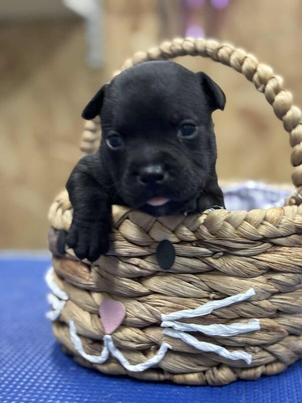 Staffordshire Bull Terrier puppies for sale in Cookstown, County Tyrone – KC registered, 3 months old - Image 3 of 3