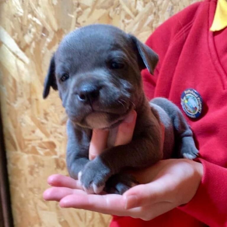 Staffordshire Bull Terrier puppies for sale in Ballymena, County Antrim – KC registered, 4 months old - Image 2 of 3