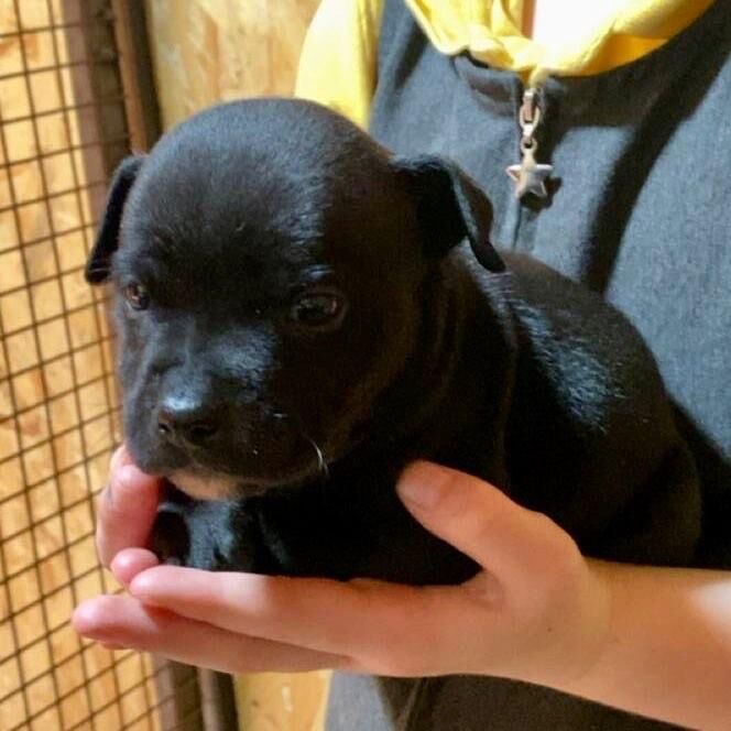 Staffordshire Bull Terrier puppies for sale in Ballymena, County Antrim – KC registered, 4 months old - Image 3 of 3