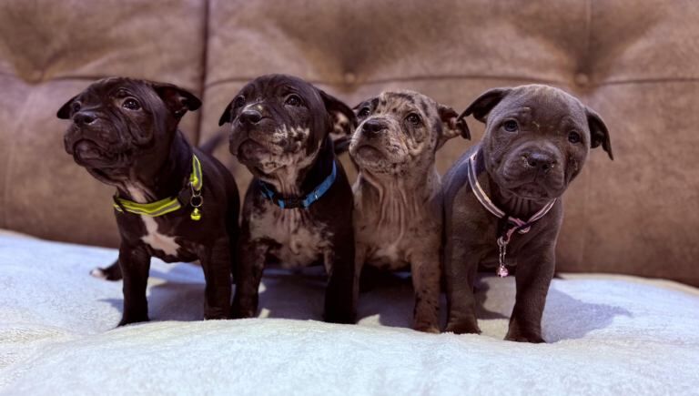 Staffordshire Bull Terrier Puppies For Sale Under £1,000