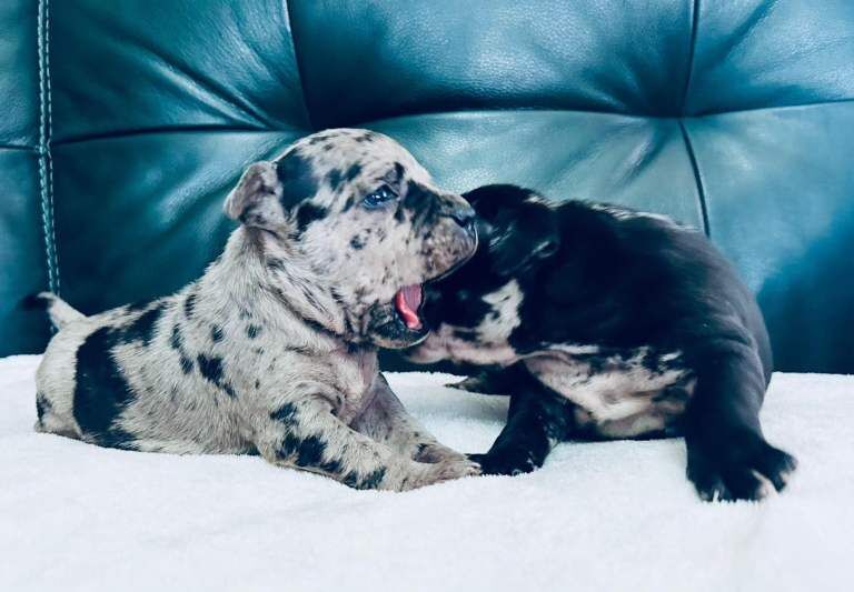 Staffordshire Bull Terrier puppies for sale in Larne, County Antrim – 4 months old - Image 2 of 5