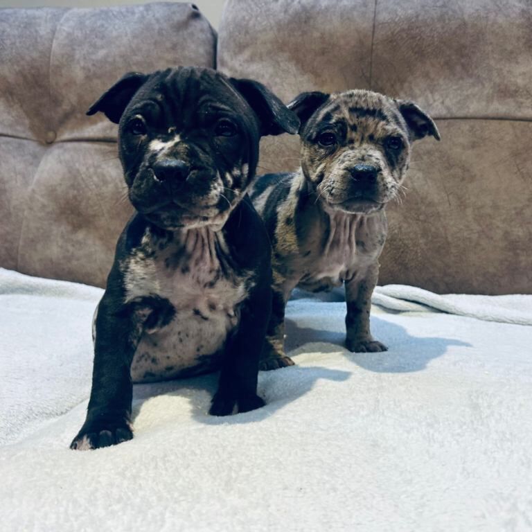 Staffordshire Bull Terrier puppies for sale in Larne, County Antrim – 4 months old - Image 3 of 5