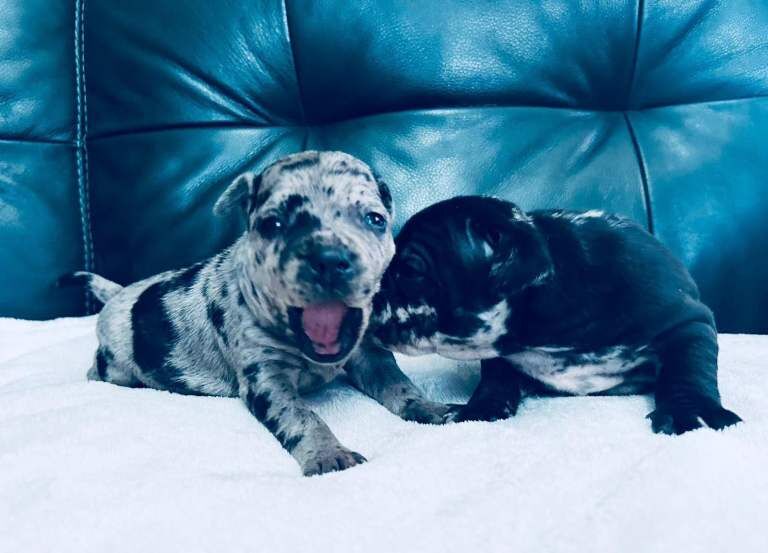 Staffordshire Bull Terrier puppies for sale in Larne, County Antrim – 4 months old - Image 4 of 5
