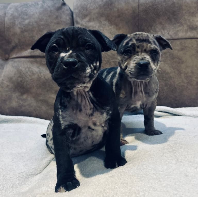Staffordshire Bull Terrier puppies for sale in Larne, County Antrim – 4 months old - Image 5 of 5
