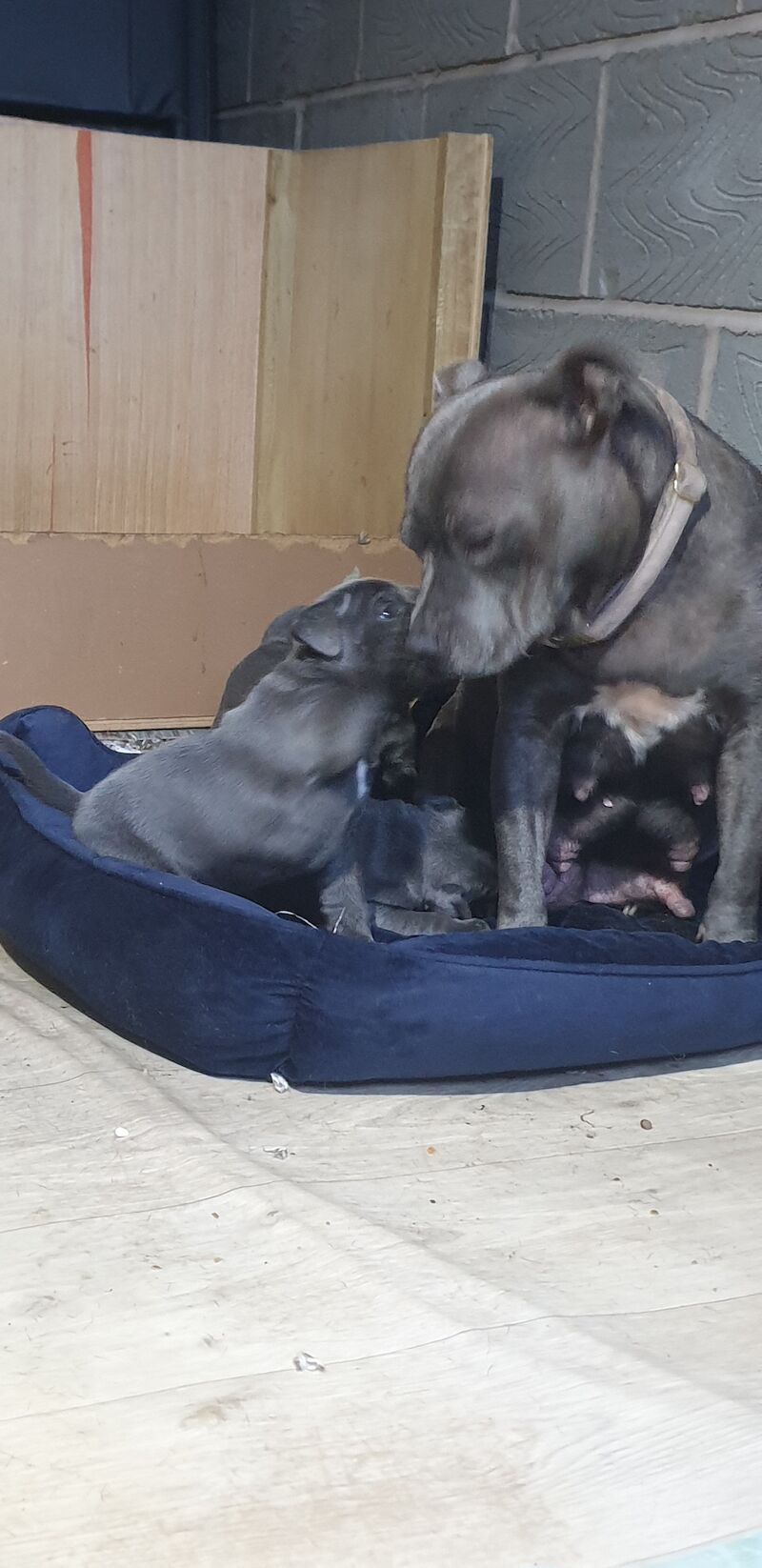 Staffordshire bull terrier pups for sale in Birmingham, West Midlands | Image 2