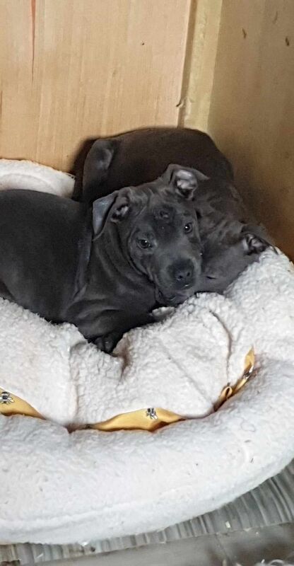 Staffordshire Bull Terrier puppies for sale in Birmingham, West Midlands – 1 year old - Image 3 of 6