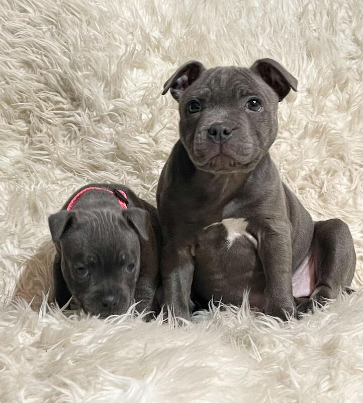Staffordshire Bull Terrier puppies for sale in Birmingham, West Midlands – 1 year old