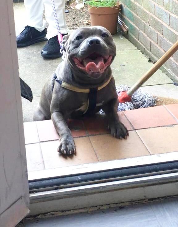 Staffordshire Bull Terrier puppies for sale in Birmingham, West Midlands – 1 year old - Image 6 of 6