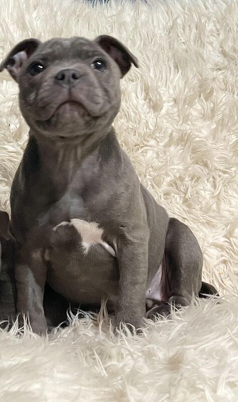 Staffordshire bull terrier pups for sale in Birmingham, West Midlands | Image 4