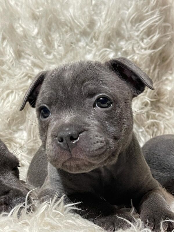 Staffordshire Bull Terrier puppies for sale in Birmingham, West Midlands – 1 year old - Image 5 of 6