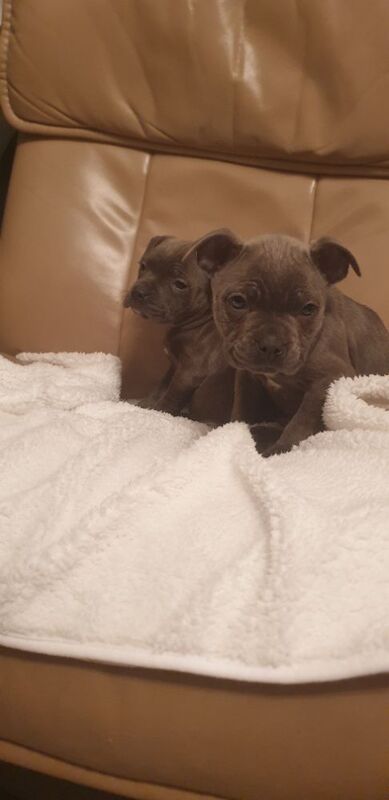 Staffordshire Bull Terrier puppies for sale in Birmingham, West Midlands – 10 weeks old - Image 5 of 9