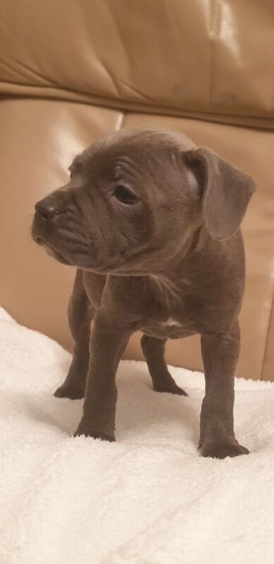 Staffordshire Bull Terrier puppies for sale in Birmingham, West Midlands – 10 weeks old - Image 6 of 9