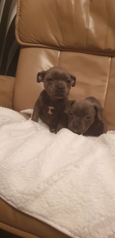 Staffordshire Bull Terrier puppies for sale in Birmingham, West Midlands – 10 weeks old - Image 7 of 9